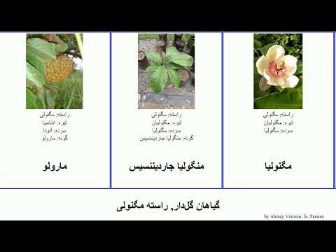 گیاهان گل دار راسته مگنولی مگنولیا آنونا درخت  ویرلا بیریبا مونتانا لاله جوز انناسیا