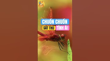 Vì lại lại gọi chuồn chuồn là bậc thầy tình ái #suthatthuvi