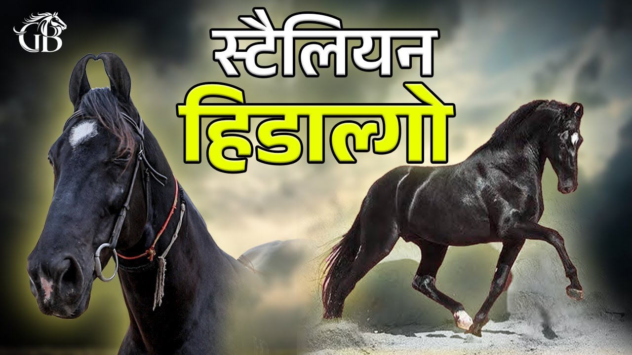 STALLION HIDALGO | GHODEBAAZ । TEJPAL WAGH । HUKUMGARH STUD FARM #horse  #horselover #viralvideo