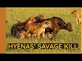 Hyenas Savagely Kill Buffalo Calf; Lions Attack || Masai Mara || Wild Extracts