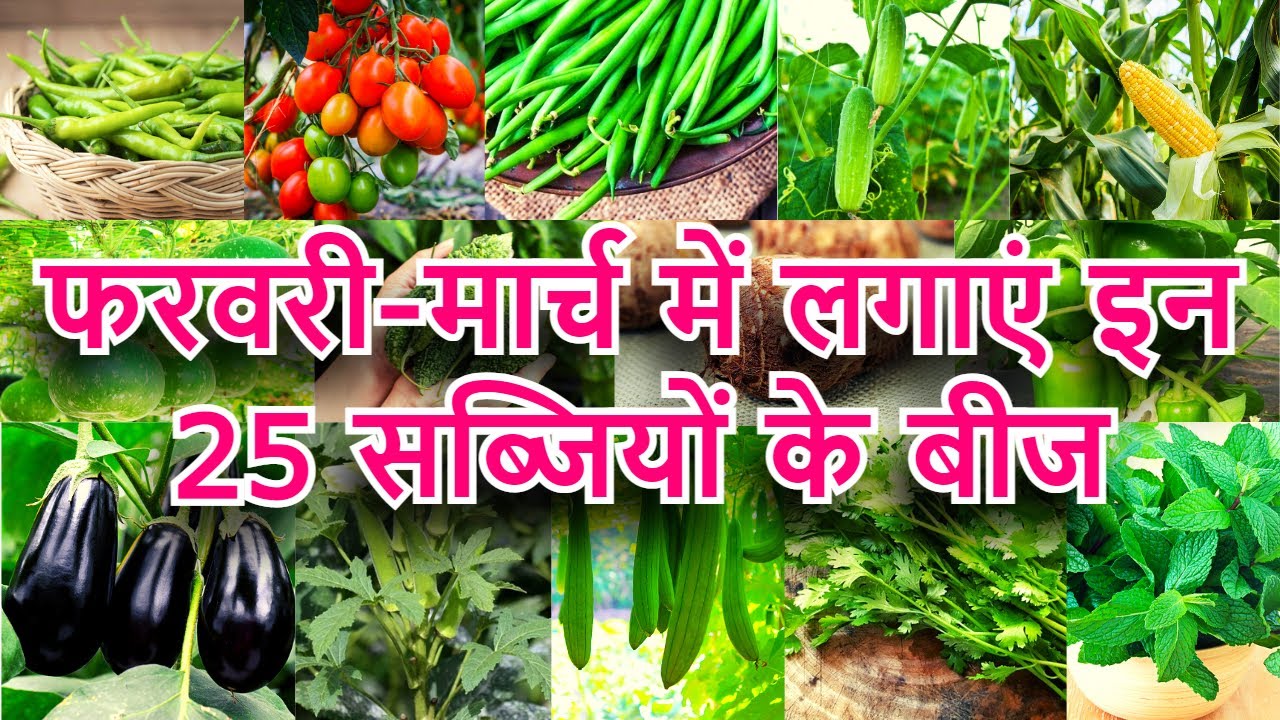 फरवरी-मार्च में लगाई जाने वाली सब्जियां | गर्मी के मौसम में गमले में लगाने के लिए टॉप 25 सब्जियां!