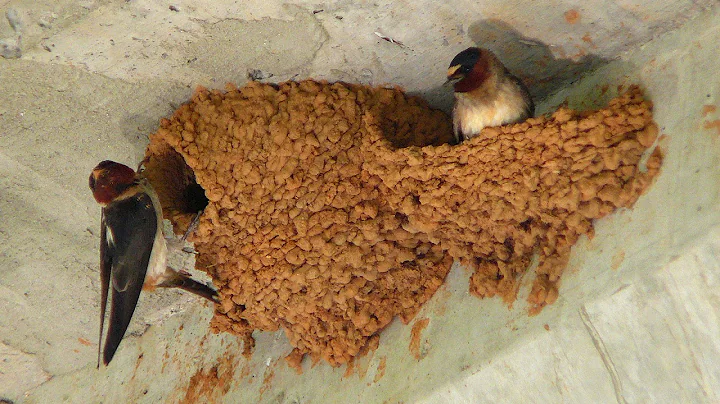 How To Prevent Swallows From Building Nest On Your Porch - DayDayNews
