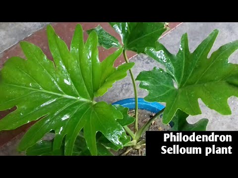166.How to grow and care Philodendron Selloum indoor best plant 🌿🌿🌿🌿