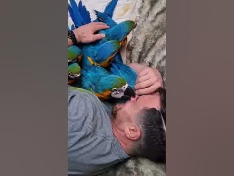 33 попугая. - YouTube