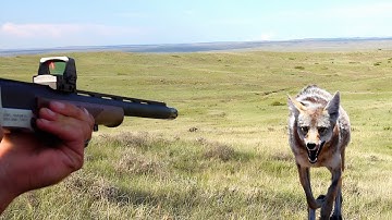 #1 Predator Hunting Video | 31 Coyotes Down | Epic 615 Yard Running Shot | Daytime Calling Action