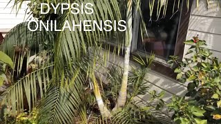 DYPSIS ONILAHENSIS -  A TROPICAL PALM THAT IS COLD HARDY -NORTHERN CALIFORNIA ZONE 9B 🌴