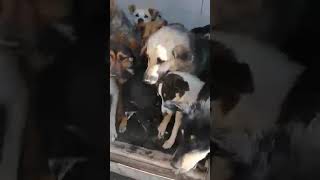 Arrivée à Tunis 39 chiens de Djerba   25 juillet 2020