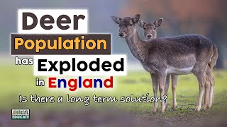 Deer Population has Exploded in England - Is there a long term solution? by Animal Educate 1,939 views 2 years ago 5 minutes, 22 seconds