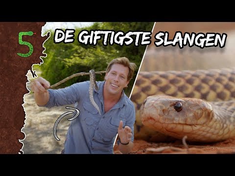 Video: Wat eten slangen, hoe leven ze en waarom gaan ze dood?