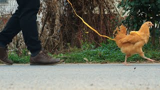 I Went For a Walk With My Pet Chicken by Petit World 2,819 views 6 months ago 3 minutes, 19 seconds