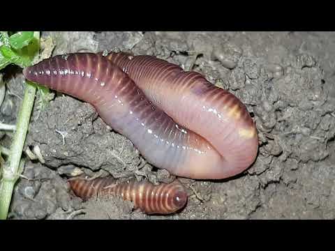 აი თურმე როგორ გადის კუჭში ჭიაყელა :)))))))))  worm - 4k