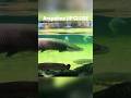 #9 Amazing Aquarium Moments 🐟