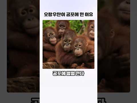 오랑우탄이 공포에 떤 이유 thumbnail