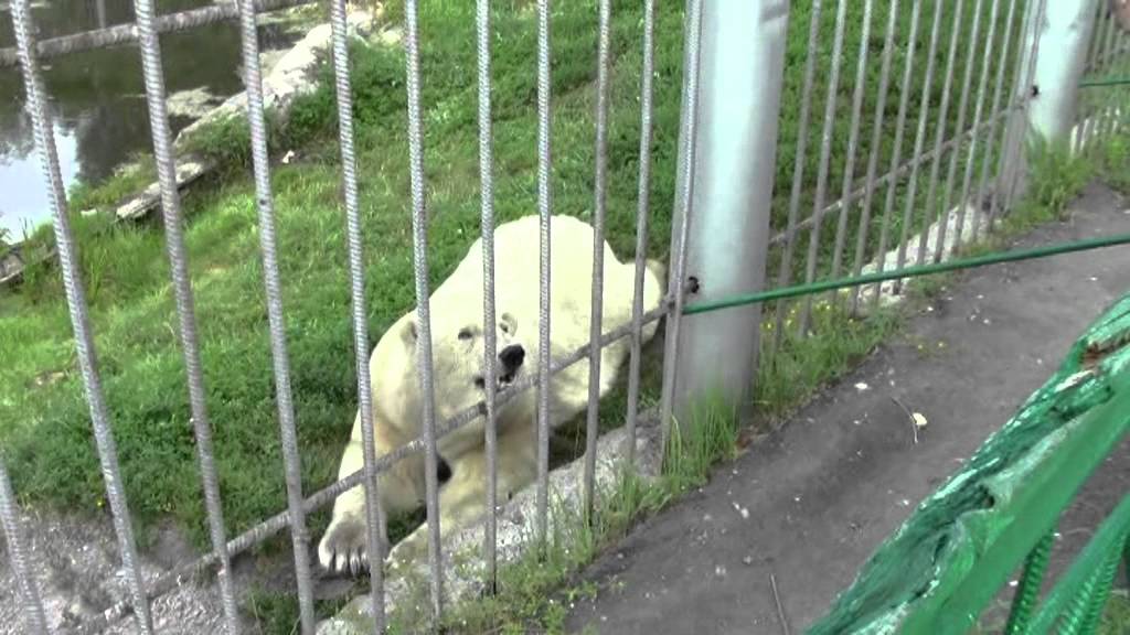 Большереченский сельский зоопарк. ч.2. - YouTube