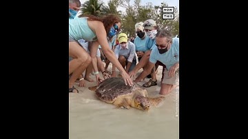 Thumbnail of Rescued Sea Turtle Released Back Into Ocean on Earth Day #Shorts