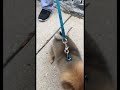 #midnight #viralshort #dog #pomeranian #pomeranianpuppy #pomeraniandog #explore #fypp #🐕 #hyperdog