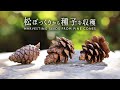 松ぼっくりから種子を収穫【Bonsai diary 盆栽日記 1/21】初心者の簡単園芸、盆栽の作り方 種まき 黒松 black pine cone EOS R5