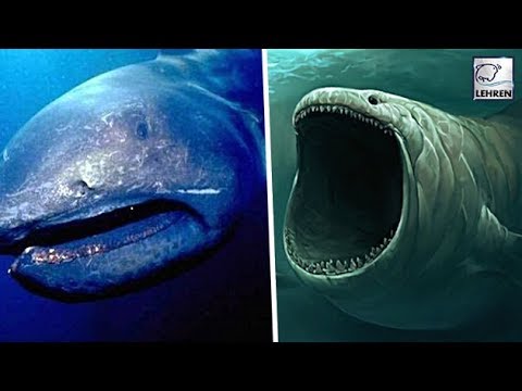 Mysterious Sea-Creatures That Disappreared In History | WTF