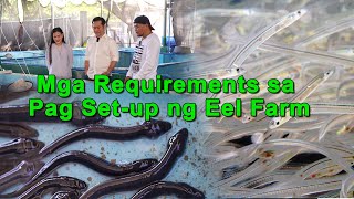 Requirements sa Pag Set-up ng Eel Farm