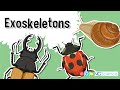 Animal Skeletons and Exoskeletons