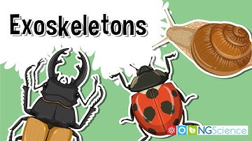 Exoskeletons – The Armor of the Arthropods