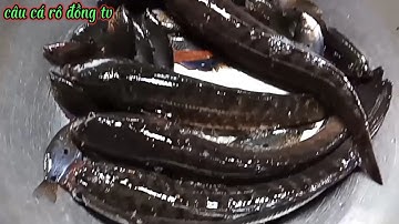 Chiến thăm lờ trúng mánh dính toàn cá lóc không cả nhà ơi[#CAUCARODONGTV#]