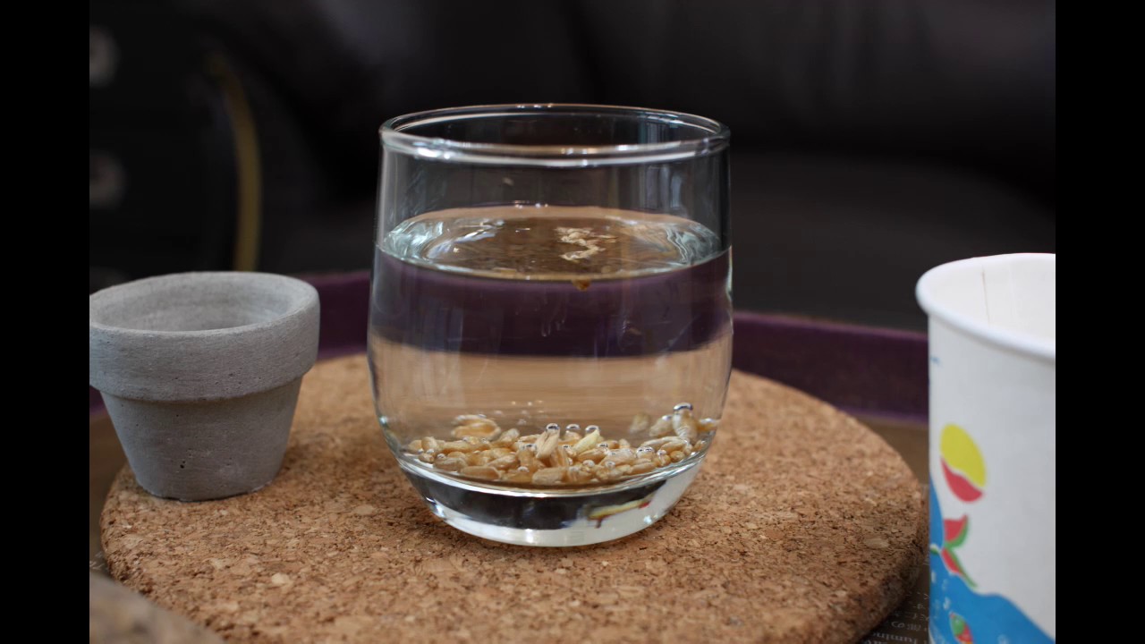 小麥草/貓草 種植教學