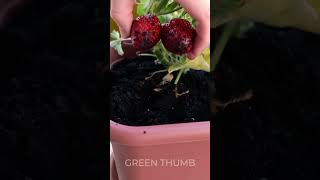 Future of Urban Green Spaces: Sustainable Gardening Solutions 💚🍓