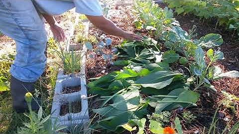 Comfrey chop & drop method | Super simple way to feed your garden #GrowYourFertilizer