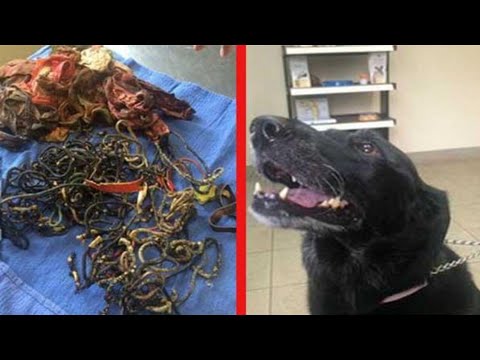 वीडियो: कुत्ते के पेट की गुहा की सूजन - कुत्ते की पेरिटोनियल गुहा