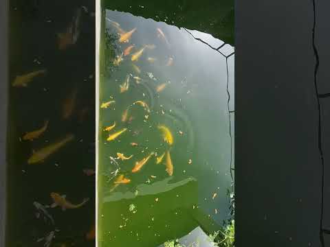 Карп кои