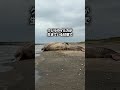 砂浜に打ち上がったクジラ