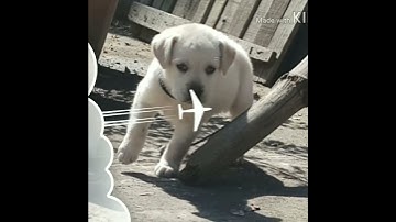 Labrador Puppy Learning and Performing Training Commands | Dog Showing All Training Skills