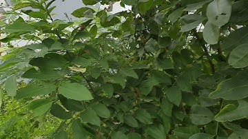 bán 1,1ha đất quốc lộ 50 thị trấn cần đước long an