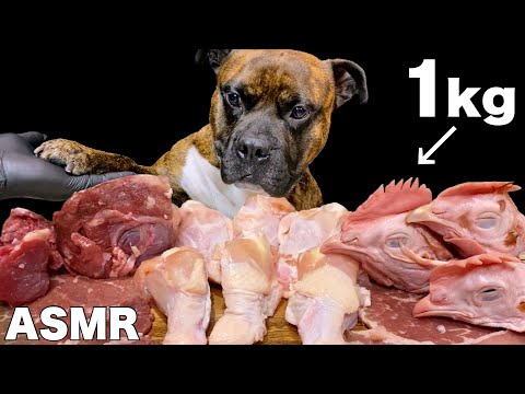 【大食い犬ASMR】1kgの生肉を最も容易く攻略する愛犬がヤバすぎるwww