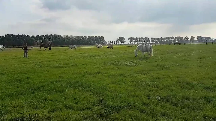 Norma Miedema   Het nieuwe weiland is goedgekeurd