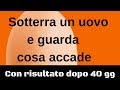 Sotterra un uovo e guarda cosa accade con risultato dopo 40 gg