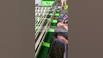 High Quality Automatic Strawberry Sorting Machine Cherry Sorter Apricot Grading Processing Equipment