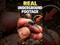 Earthworm POV Camera Goes Underground 🐛 | Real Burrow Life Caught on Camera