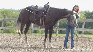 Johnny - jog, lope, stops, turns! - ValleyViewRanch.net