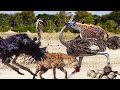 Amazing! Ostrich Joins Forces To Attack Hyenas To Protect Their Children - Ostrich Vs Hyena