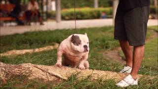 EXOTIC BULLY WHITE MIAGI OF ASIA MR OGGY RONIN BULLIES CAMP