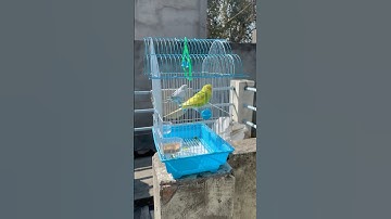 Transform Your Garden Into a Bird Paradise