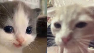 BEST FUNNY MEMES WITH CATS COMPILATION 12