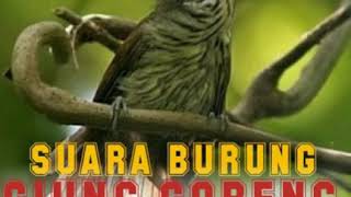 SUARA BURUNG YG JARANG TERLIHAT, NAMUN SERING TERDENGAR SUARA NYA, CIUNG AIR/CORENG