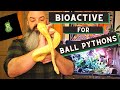 Bioactive Ball Python Setup: how to make it successful