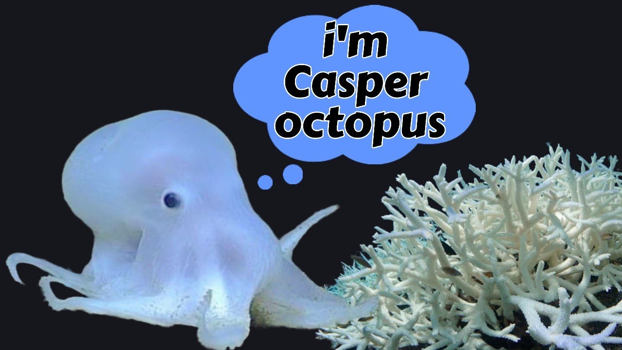 Ghost Octopus