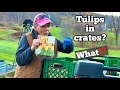 I’ve NEVER Done This Before ⁉️🤷🏼‍♀️TULIPS in Crates! 🌷