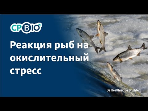 Реакция рыб на окислительный стресс#animals#animal