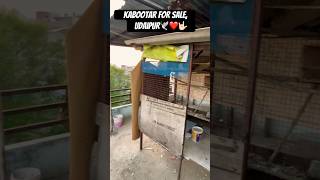 Kabootar for sale, Udaipur❤️youtubeshorts pigeon kabootar udaipur